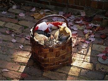 RPG《星之后裔：吠陀骑士》预注册即将开启 登陆Steam和移动端